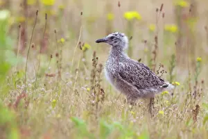 Rotterdam: Lesser Black-backed Gull