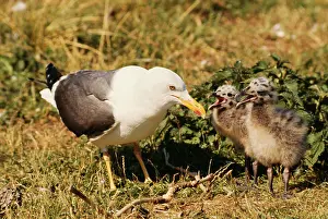 Katie Urry: Lesser Black-backed GULL - adult with chicks, begging