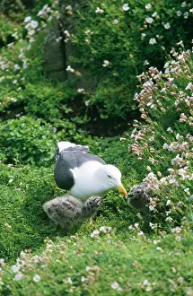 Pecking: Lesser Black-backed GULL - adult with chicks. Red