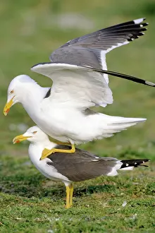 Fuscus: Lesser Black-Backed Gull - close up of pair mating