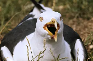 Gulls: Lesser Black-backed Gull - close-up, with beak open