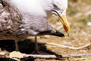 Katie Urry: Lesser Black-backed Gull - feeding juvenile