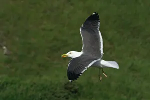 Fuscus: Lesser Black-backed Gull - In flight