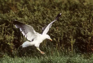 Gulls: Lesser Black-backed Gull - in flight