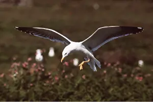 Gulls: Lesser Black-backed Gull - in flight