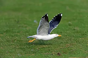 Fuscus: Lesser Black-backed Gull - in flight taking off