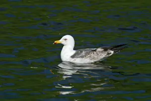 Fuscus: Lesser Black-backed Gull, immature