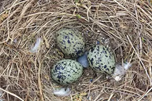 Gulls: Lesser black-backed gull (Larus fuscus) nest with
