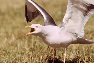 Gulls: LESSER BLACK-BACKED GULL - Long Call