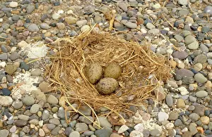 Fuscus: Lesser Black-backed Gull - nest and eggs
