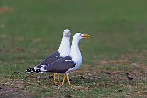 Fuscus: Lesser Black-backed Gull - pair displaying Island