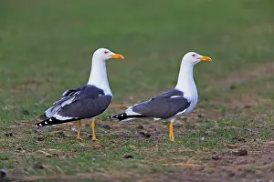 Fuscus: Lesser Black-backed Gull - pair on meadow Island