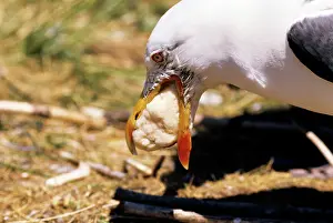 Regurgitating: Lesser Black-backed Gull - regurgitating food for chicks