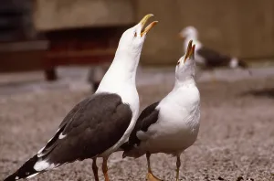 Elizabeth Bomford: Lesser Black-Backed Gull - two, calling duetting