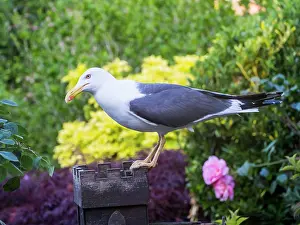 Lesser: Lesser Black Backed Gull - in urban garden - Birmingham UK