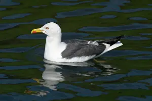 Fuscus: Lesser Black-backed Gull - in water