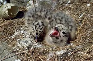 Fuscus: Lesser Black-backed Gull - young in nest
