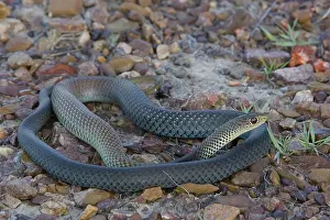 Whipsnake: Lesser Black Whipsnake