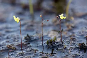 Utricularia: Lesser bladderwort