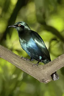 Jurong: Lesser Blue-eared Starling