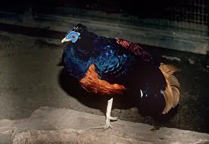 Lophura: Lesser Bornean Crested Fireback Pheasant - male