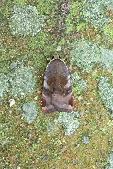 Underwing: Lesser Broad-Bordered Yellow Underwing Moth