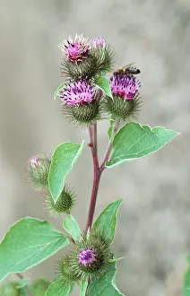 Arctium: LESSER BURDOCK