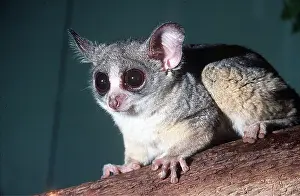 Bushbaby: LESSER BUSHBABY