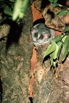 Pat Morris: LESSER BUSHBABY