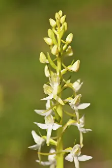 Butterly: Lesser buterfly orchid