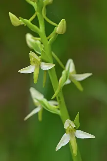 Platanthera: Lesser Butterfly-orchid