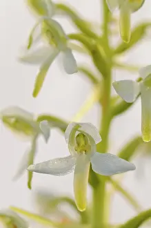 Platanthera: Lesser Butterfly-orchid