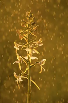 Platanthera: Lesser Butterfly-orchid