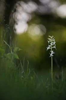 Orchid: Lesser Butterfly-orchid
