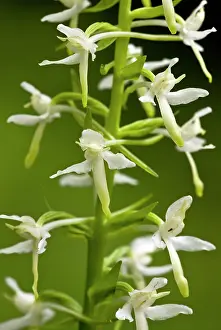 Platanthera: Lesser Butterfly-orchid - in flower