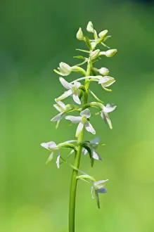 Platanthera: Lesser Butterfly-Orchid - flowering wild plant