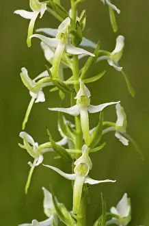 Platanthera: Lesser Butterfly Orchids