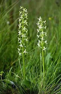 Platanthera: Lesser Butterfly Orchids