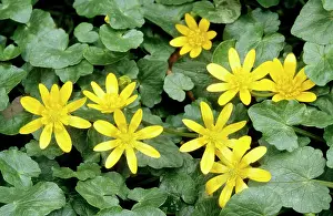 Celandine: Lesser Celandine