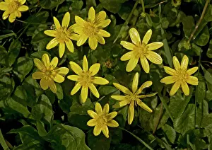 Celandine: Lesser celandine