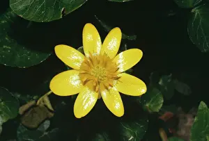 Celandine: Lesser CELANDINE