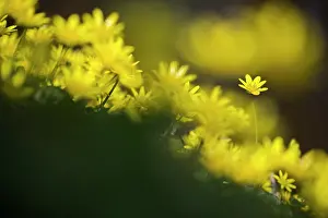 Celandine: Lesser Celandine