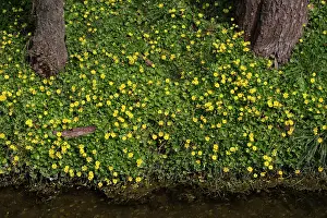 Ditch: Lesser Celandine