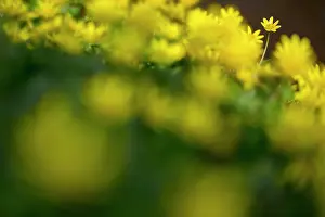Celandine: Lesser Celandine