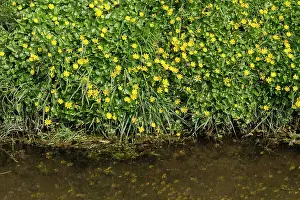 Ditch: Lesser Celandine