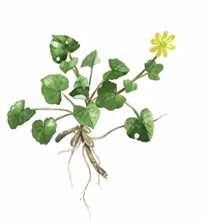 Celandine: Lesser Celandine