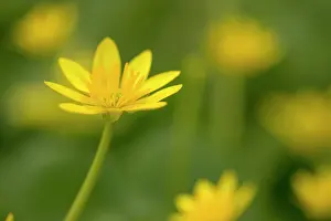Celandine: Lesser Celandine