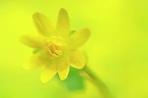 Celandine: Lesser Celandine
