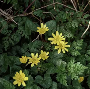 Celandine: Lesser Celandine