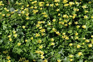 Celandine: Lesser celandine